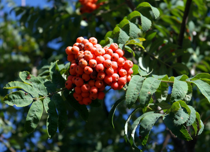 ashberry 在干燥阳光灿烂的日子