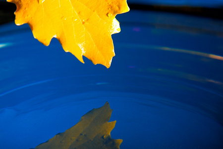 蓝色的水中黄色的落叶