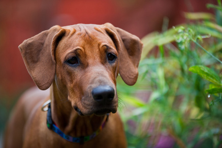 小狗可爱美丽年轻罗得西亚 ridgeback