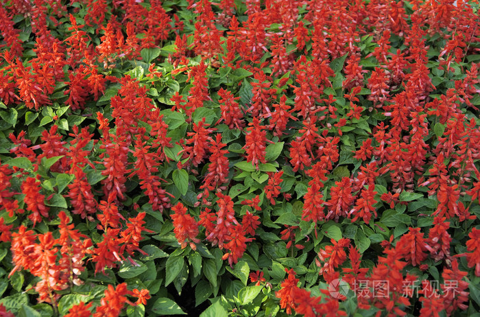 美丽的红色花朵作为自然背景