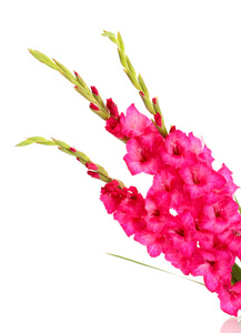 束美丽的粉红色 gladioluses，白色上孤立