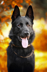 秋天的背景上的黑色牧羊犬。