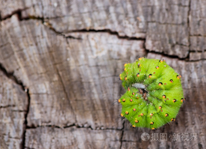 Saturnia Pavonia 或小皇帝蛾的幼虫照片 正版商用图片1aads0 摄图新视界