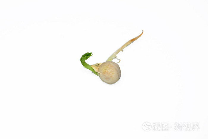 发芽的豌豆种子