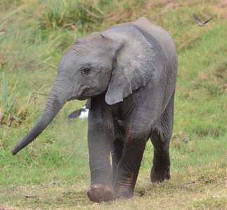 mal slon amboseli