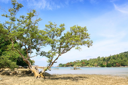 那棵大树上海滩的拉扬普吉岛海滩