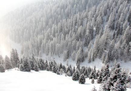 美丽的森林在冬天山