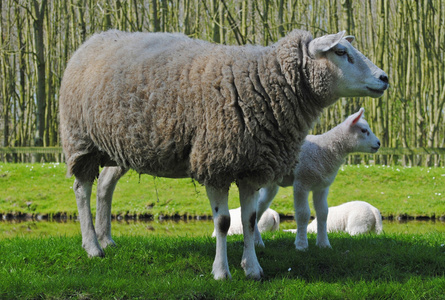 在荷兰的羊