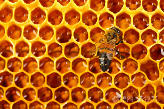 黄美丽蜂窝状与蜂蜜和蜂，背景