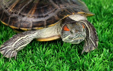 红耳龟在草地上
