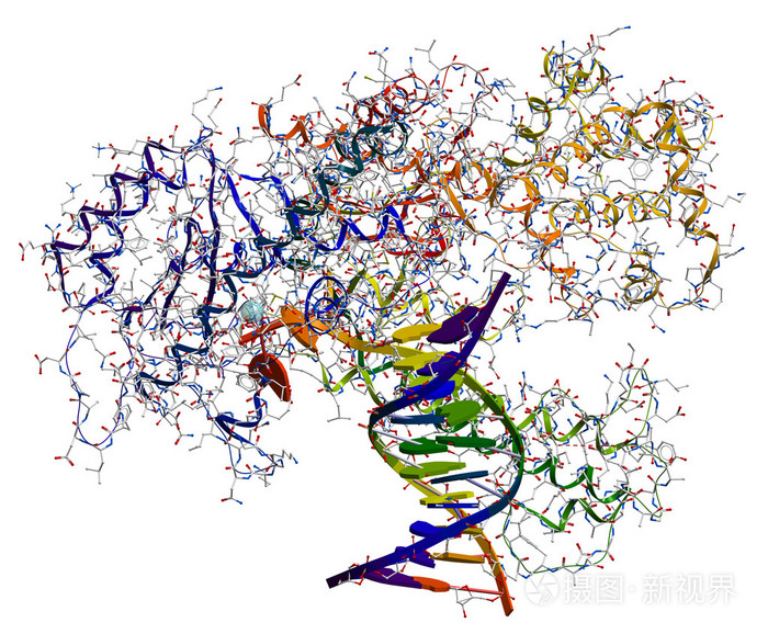 一 脱氧核糖核酸聚合酶的酶，参与 dna 复制副本