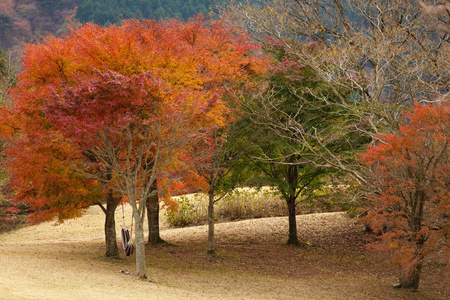 日本槭树