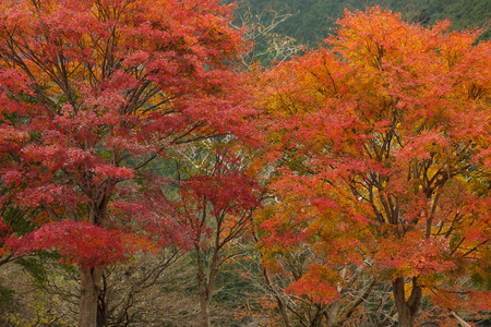 红枫叶树