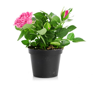玫瑰花盆图片