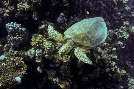 海龟游泳 红海 埃及