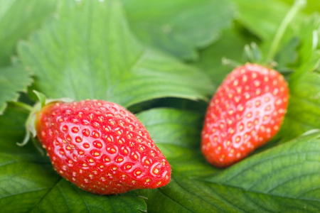 两个新鲜草莓