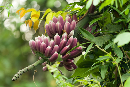 紫色香蕉树上