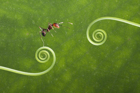 在植物上的蚂蚁