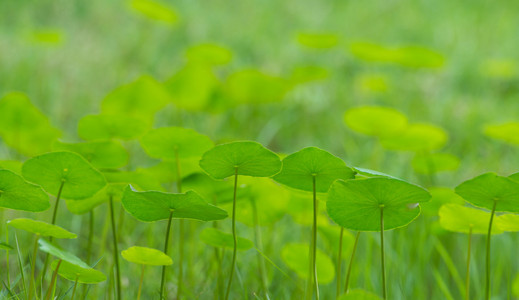 绿色钱植物叶子