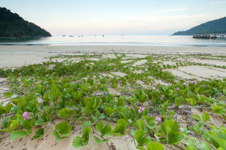 在黄昏的海滩