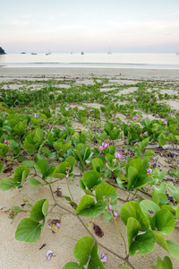 热带海岸线