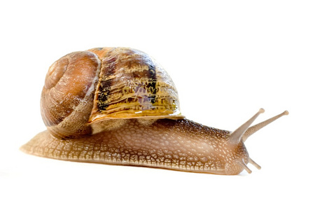 欧洲联合帆船Helix aspersa