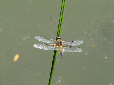 蜻蜓沼泽植物的自然栖息地