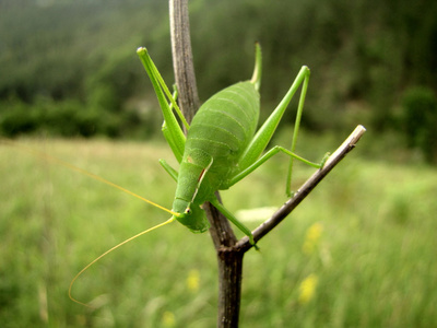 绿色蚱蜢站在枯枝上的微距照片照片