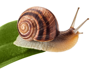 庭园蜗牛图片-庭园蜗牛素材-庭园蜗牛插画-摄图新视界