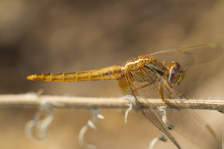 猩红色镖 Crocothemis 红霉菌 蜻蜓