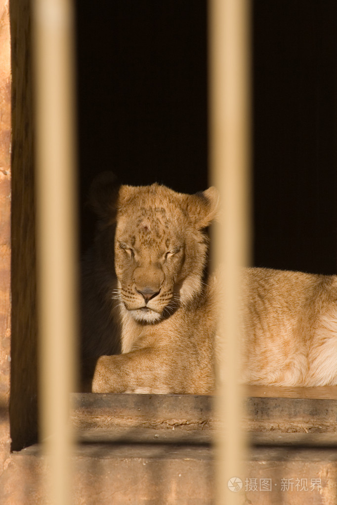 在动物园里的狮子