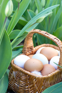 天然鸡蛋篮子和新鲜春季郁金香