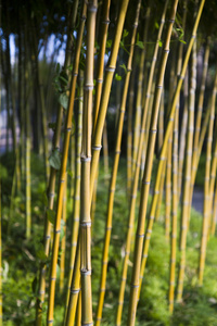 装饰竹类植物