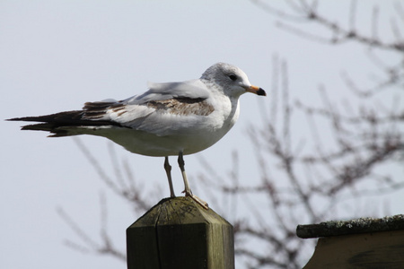 ringbilled 海鸥开机自检