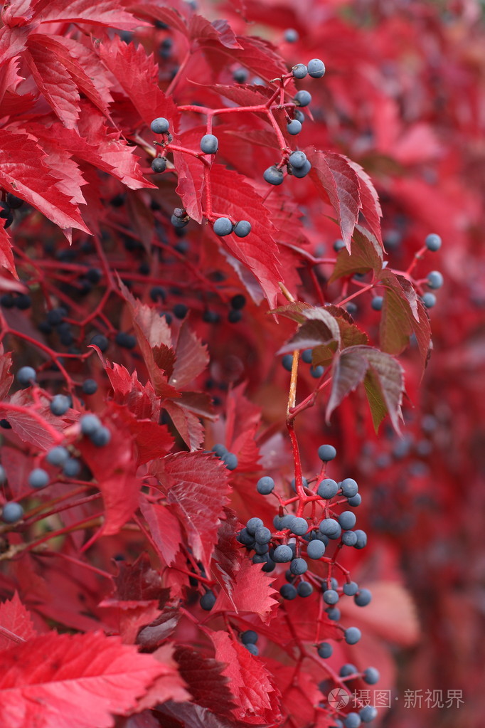 背景红色秋叶的野生葡萄