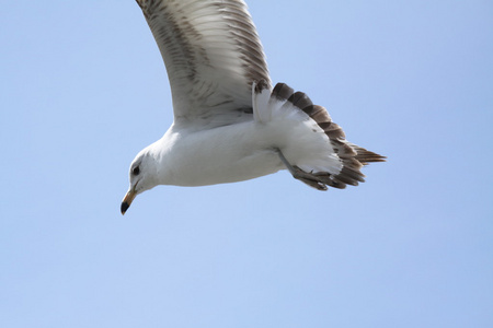 在飞行中的 ringbilled 鸥