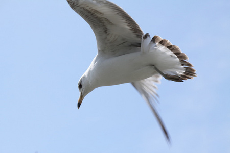 在飞行中的 ringbilled 鸥