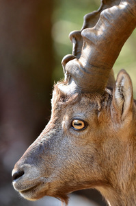 男性山 ibex