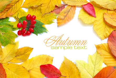 秋季帧组成的多彩的秋天树叶在白色背景上