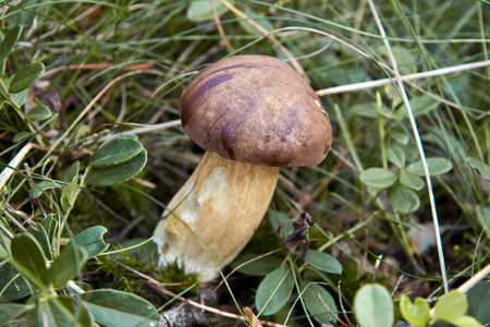 蘑菇棕色牛肝菌