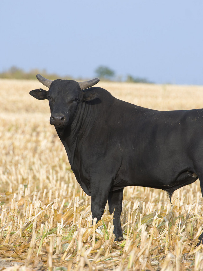 大黑牛