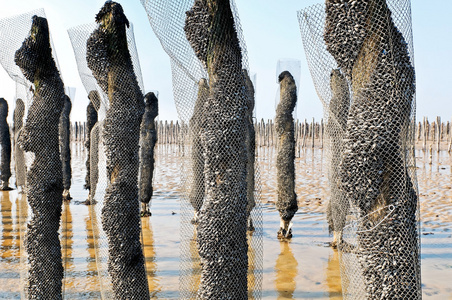 紫贻贝贻贝养殖场照片