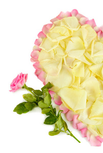心的被孤立在白色的粉红花瓣包围的白色玫瑰花瓣的片段