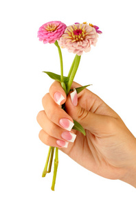 粉红色的花朵，女人的手放在白色的背景