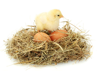 美丽的小小的鸡肉和鸡蛋在巢里，在白色隔离