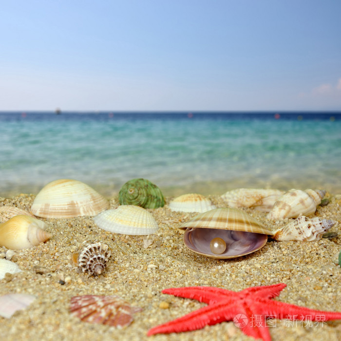 海边的贝壳和珍珠