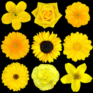 九个黄色的花朵被隔绝在黑色的集合