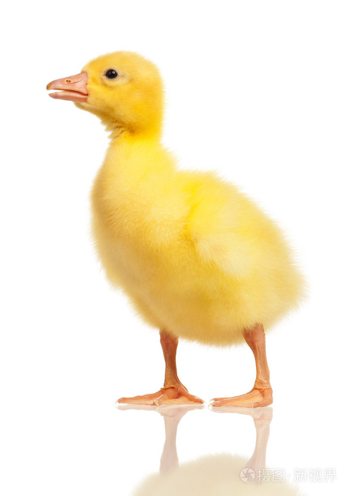 国内雏鹅