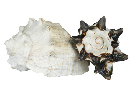 两个海贝壳