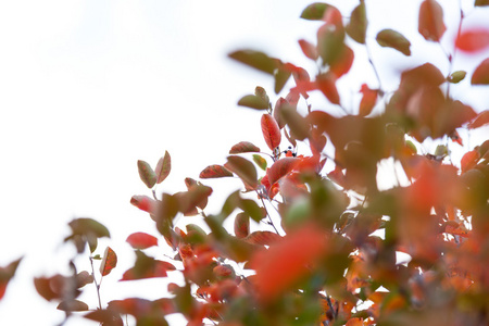 绿色和红色树叶在秋天